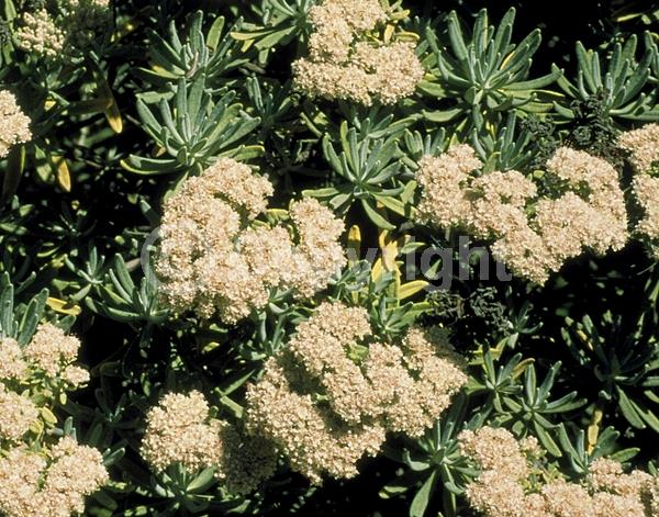 White blooms; Evergreen; Needles or needle-like leaf; North American Native