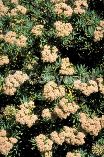 White blooms; Evergreen; Needles or needle-like leaf; North American Native