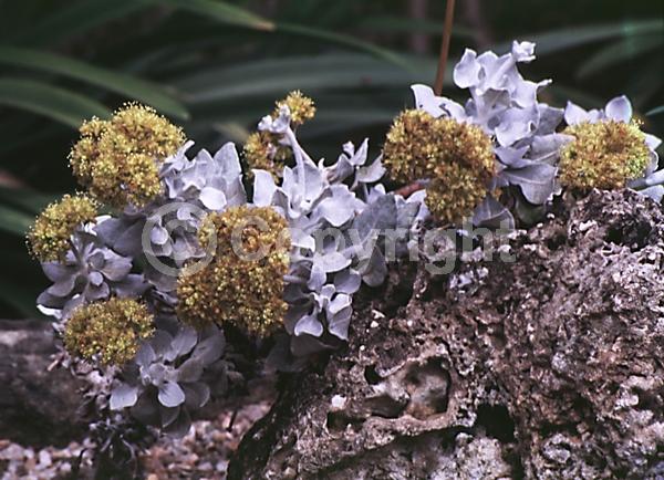 Yellow blooms; Evergreen; North American Native