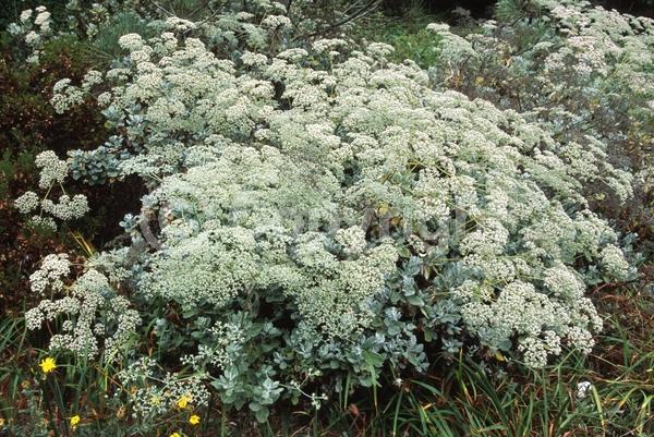 White blooms; Evergreen; North American Native