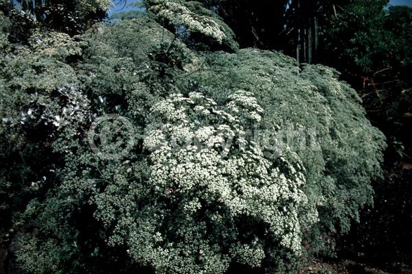White blooms; Evergreen; North American Native