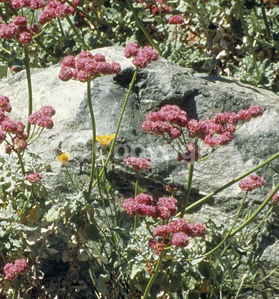 Pink blooms; Evergreen; Needles or needle-like leaf; North American Native