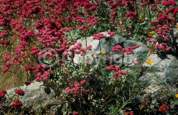 Pink blooms; Evergreen; Needles or needle-like leaf; North American Native