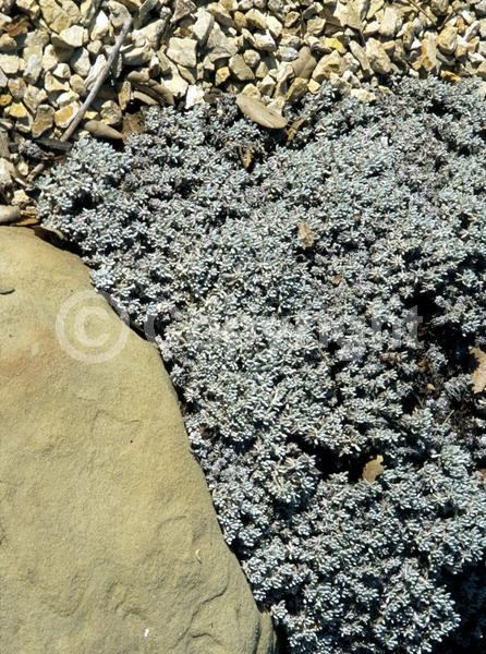 North American Native