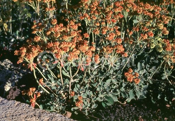 Orange blooms; Yellow blooms; North American Native