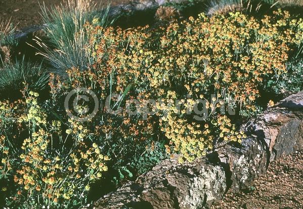 Orange blooms; Yellow blooms; North American Native