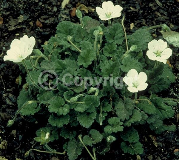 White blooms; Deciduous; Broadleaf