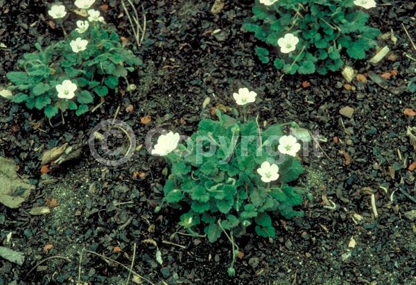 White blooms; Deciduous; Broadleaf