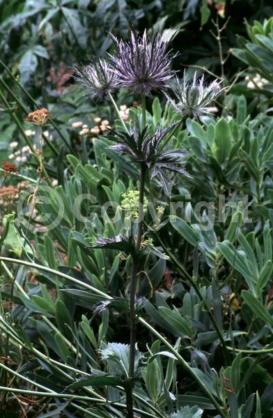 Blue blooms; White blooms