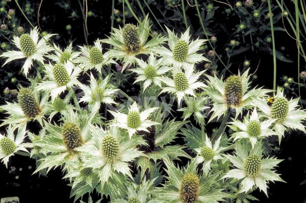 Blue blooms; Evergreen; Needles or needle-like leaf