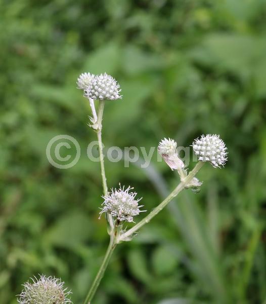 White blooms; North American Native