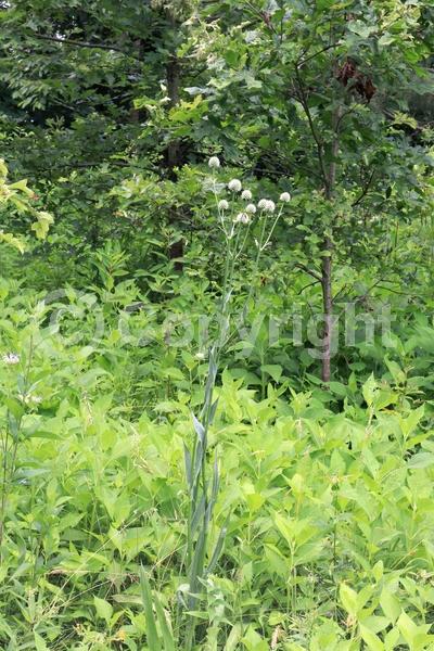 White blooms; North American Native