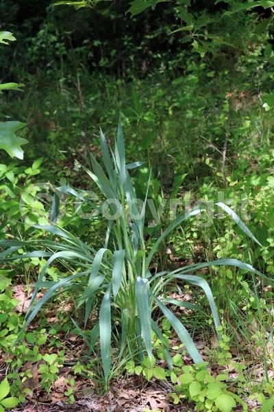 White blooms; North American Native