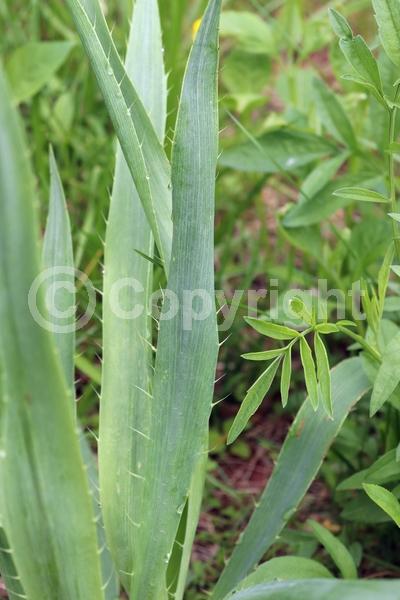 White blooms; North American Native