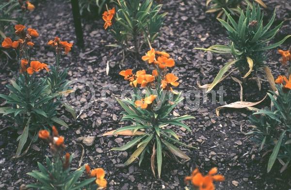 Orange blooms; Deciduous; Broadleaf