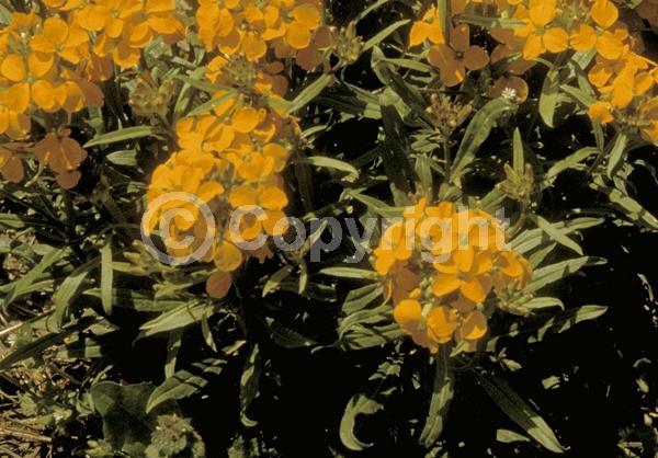 Red blooms; Orange blooms; Yellow blooms; Purple blooms; Pink blooms; Deciduous; Broadleaf