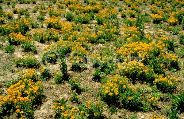 Red blooms; Orange blooms; Yellow blooms; Purple blooms; Pink blooms; Deciduous; Broadleaf