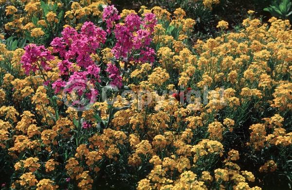 Red blooms; Orange blooms; Yellow blooms; Purple blooms; Pink blooms; Deciduous; Broadleaf