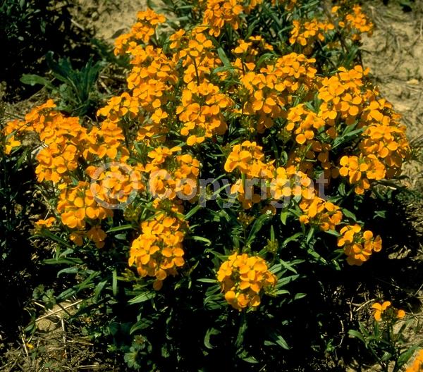 Red blooms; Orange blooms; Yellow blooms; Purple blooms; Pink blooms; Deciduous; Broadleaf