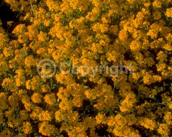 Orange blooms; Yellow blooms; Deciduous; Broadleaf