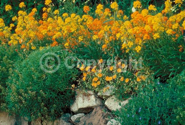 Orange blooms; Yellow blooms; Deciduous; Broadleaf