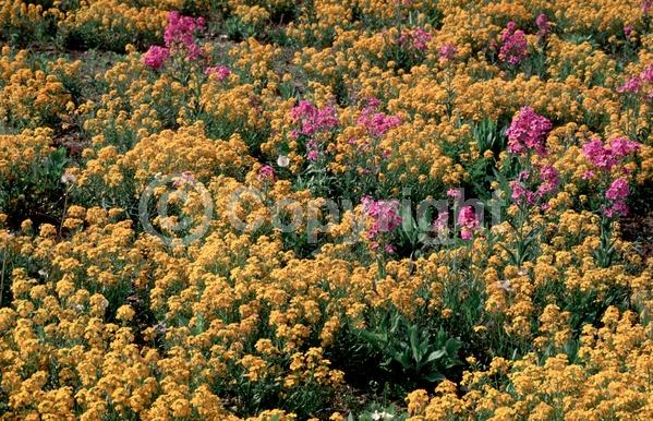 Orange blooms; Yellow blooms; Deciduous; Broadleaf