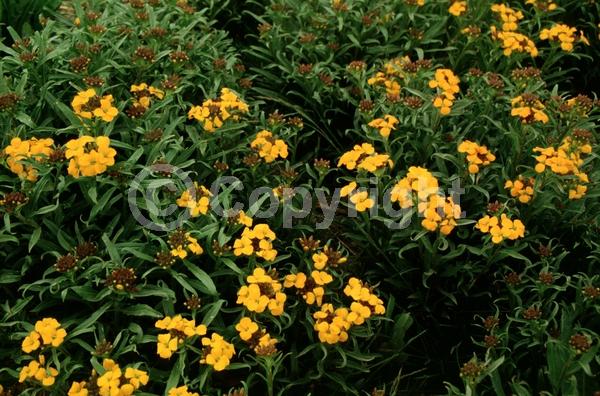 Orange blooms; Yellow blooms; Deciduous; Broadleaf
