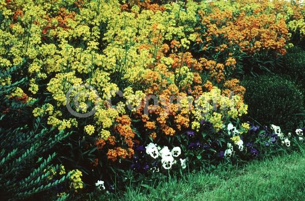 Orange blooms; Yellow blooms; Deciduous; Broadleaf