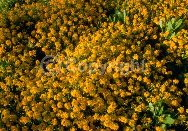 Orange blooms; Yellow blooms; Deciduous; Broadleaf