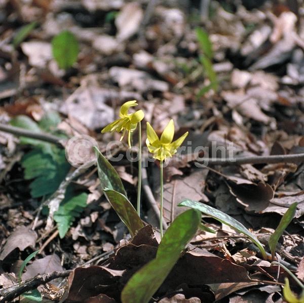 Yellow blooms; North American Native