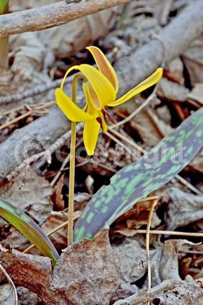 Yellow blooms; North American Native