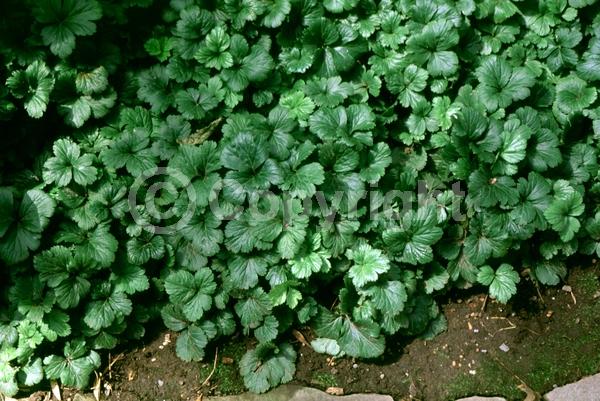 Yellow blooms; Deciduous