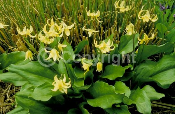 Yellow blooms; Deciduous; Broadleaf