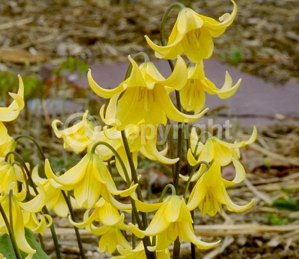 Yellow blooms; Deciduous; Broadleaf