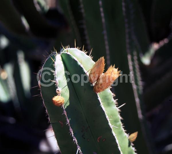 Yellow blooms; North American Native