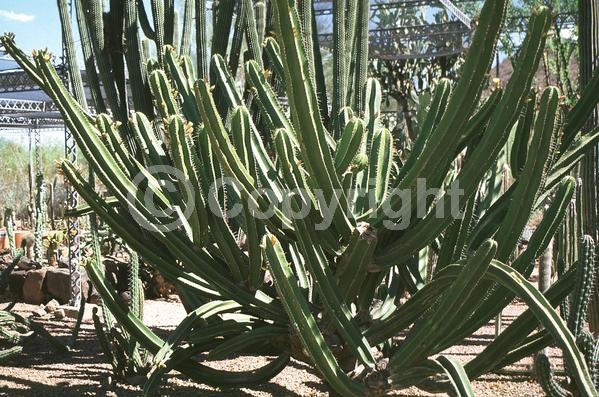 Yellow blooms; North American Native