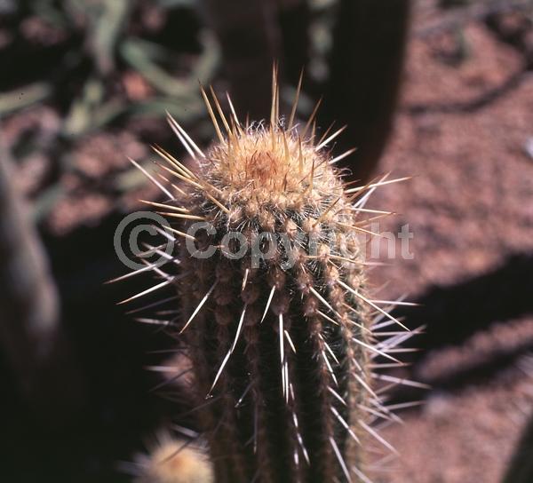 White blooms; Evergreen