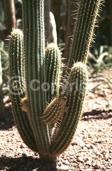 White blooms; Evergreen