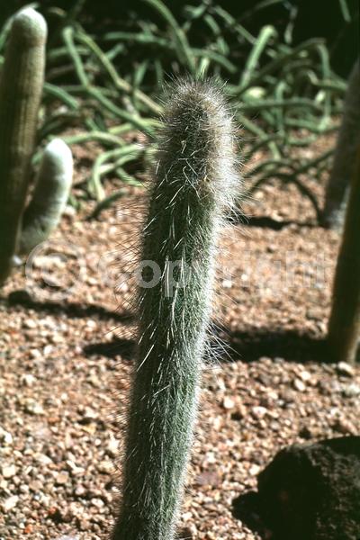 Yellow blooms; Evergreen