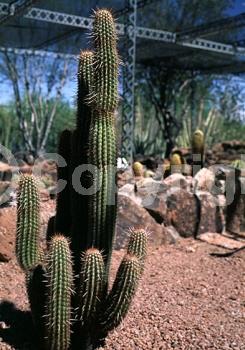 White blooms; Evergreen