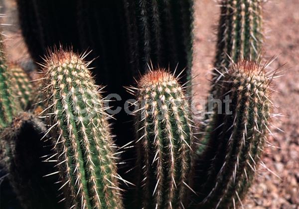 White blooms; Evergreen