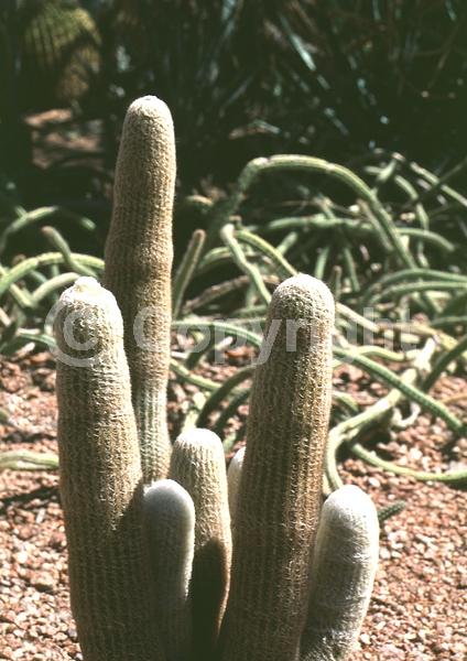 Purple blooms; White blooms; Evergreen