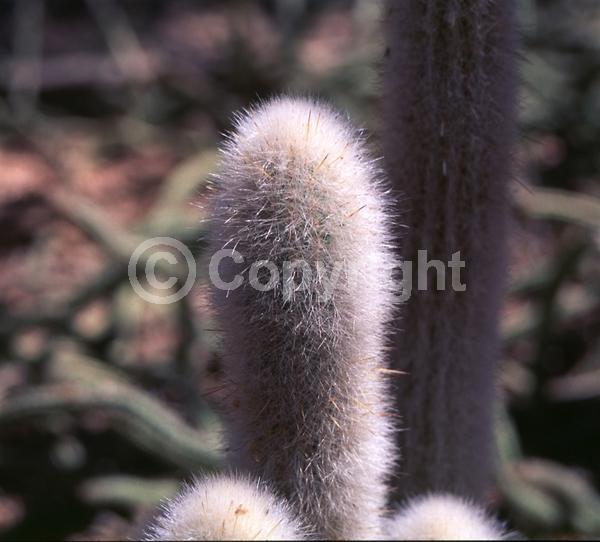 Purple blooms; White blooms; Evergreen