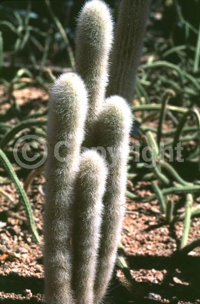 Purple blooms; White blooms; Evergreen