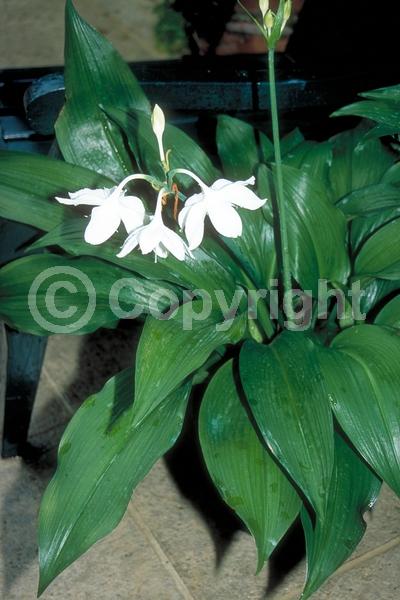 White blooms; Evergreen