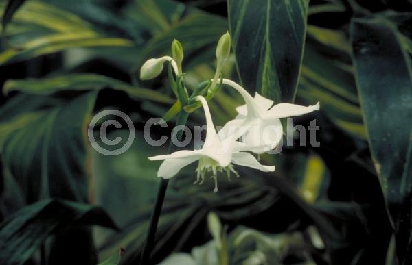 White blooms; Evergreen