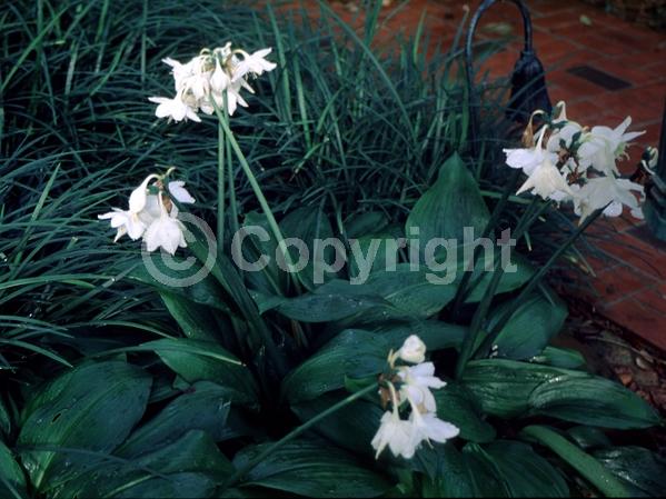 White blooms; Evergreen