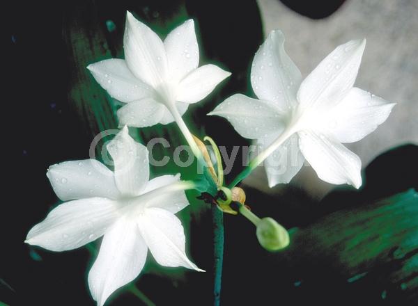 White blooms; Evergreen