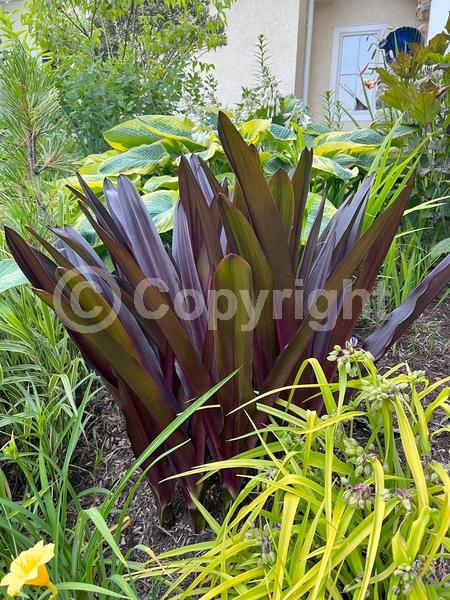 Pink blooms; Deciduous