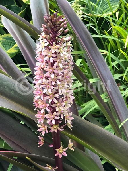 Pink blooms; Deciduous